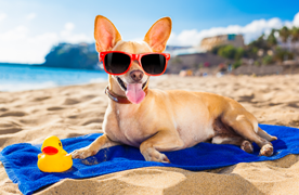 Chihuahua with sunglasses at the beach Chihuahua with sunglasses at the beach